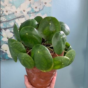 Meet your Posher, Grace